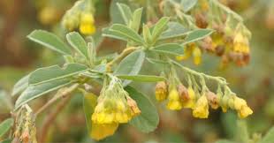 Image result for Hermannia floribunda