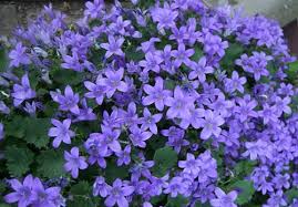 Altri prodotti nello stesso stile. Fiore Decorativo A Campana Campanula Campana Tipi Cura E Coltivazione