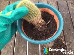 Haz una copia de seguridad de todo lo que más te importa (generalmente fotos). Trasplantar Un Cactus Como Y Cuando Hacerlo Guia Y Video