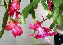 It makes them lose their buds so i personally do not move mine during this time. Flower Buds Keep Falling Off Of The Christmas Cactus Gardening Q A With George Weigel Pennlive Com