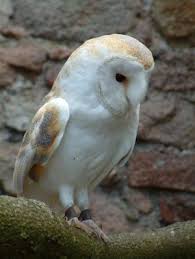 There Are Several Species Of Owls That Can Be Found In Or Near Houston Texas Birding Houston Searching For Owls In Texas Owls In Texas Owl Bird