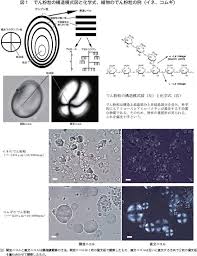 でん粉が明かす昔と未来 農畜産業振興機構