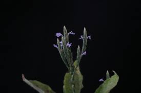 Image result for Elytraria