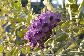 Most likely, you will only have to spray once, but in intense invasions, you may not need to. Texas Mountain Laurel Sophora Secundiflora Silver Peso Garden Org