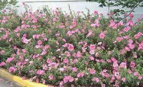Soluzioni per la definizione *un fiore simile alla rosa* per le parole crociate e altri giochi enigmistici come codycross. Cistus Piccoli Arbusti Sempreverdi Che Fioriscono In Primavera Verdeblog
