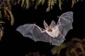Equipes do Nimr coletam amostras de morcegos no zoológico de Alipore para testes de vírus Nipah em Kolkata