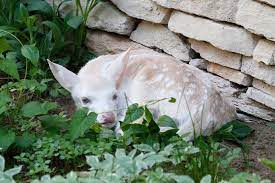 Oh Baby What A Big Surprise Albino Animals Albino Deer Rare Animals