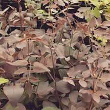 Image result for Clematis recta atropurpurea