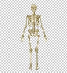 The Skeletal System Anatomical Chart Human Skeleton Human