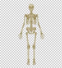 the skeletal system anatomical chart human skeleton human