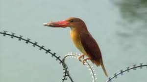 The un says, the coming years will be crucial to keep the hope of 1.5 degrees alive with carbon emissions needing to be cut in half by 2030, and net zero reached by. Beyond The Barbed Wire The Accidental Paradise Of The Dmz Cnn Com