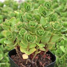 Image result for Sedum