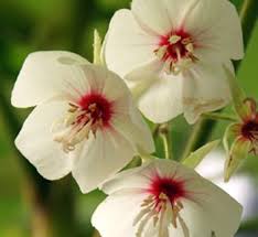 Image result for Dombeya lastii