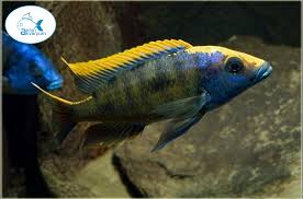 Fish Cichlid Aquarium Ciklet Baliklari Akvaryum Baligi Betta