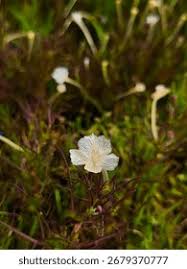 Image result for Rhamphicarpa