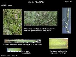 Image result for Melinis repens