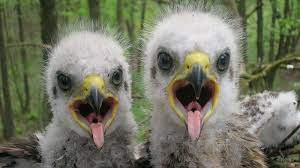 The animals of chernobyl survived against all odds. Abandoned But No Wasteland Chernobyl Offers Animals Room To Thrive Npr