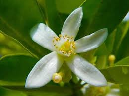 Maybe you would like to learn more about one of these? Tag Foto Pohon Jeruk Nipis Pikist