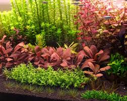 Image result for Samolus