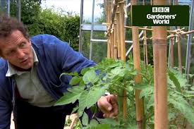 How To Train Cordon Tomatoes Growing Tomatoes Bumper Crops Plants