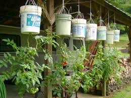 You can grow quite a bit of food in a bucket. If You Have A Few Buckets You Can Use Them These 13 Ways In The Garden Bucket Uses Balcony Garden Web