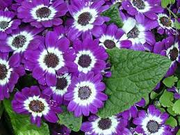 Image result for Cineraria deltoidea