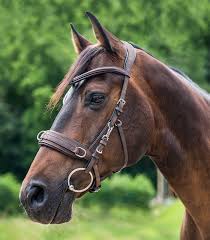 If you're looking for the right lunging equipment to use rope halters for lunging your horse. Train Your Horse During Groundwork And Lunging Art Of Riding