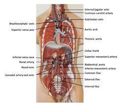 Ayang prank ojol dan miss a prank ojol. Neck Vains And Artories Internal Jugular Vein Anatomy Function And Significance The Internal Jugular Vein Ijv Is The Major Venous Return From The Brain Upper Face And Neck