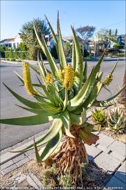 Image result for Aloe ribauensis