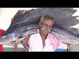 Anak sd silat jurus harimau membuka jalan dan ikan terbang membuat jokowi tertawa ngakak. Proses Mengolah Ikan Indosiar Marlin Paling Enak Youtube