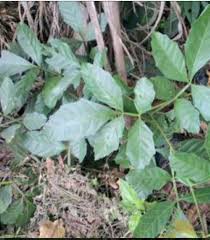Image result for Paullinia pinnata