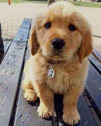 Puppies are limited akc registration, which means they are adpoted as beloved pets and not for breeding purposes. Pin On Golden Retrievers