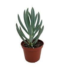 Image result for tbn:HNtrRnQBmFuaxM::www.bluechopsticks.com/img_large/800CC_0805S1015.jpg