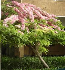 Image result for Cassia agnes