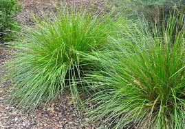 This ornamental grass naturally grows in boggy, wet places in japan, korea, and other east asian countries. Ornamental Grass Propagation Learn About The Propagation Of Ornamental Grasses