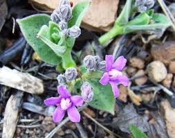 Image result for Raphionacme hirsuta