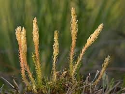 Image result for Selaginella eublepharis