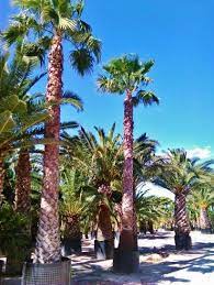 Maybe you would like to learn more about one of these? Big Plants Palms Balearic Islands Mallorca Ibiza Buy Online