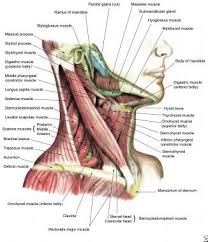 See more ideas about muscle diagram, medical anatomy, muscle anatomy. Cervical Spine Sprain Strain Injuries Background Epidemiology Functional Anatomy