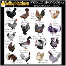 chicken breed identification chart pictures to pin on