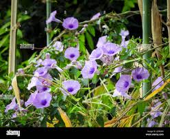 Image result for Ipomoea Lavender