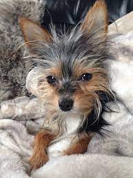 Chorkie Yorkie Chihuahua Mix Info Pictures Traits Facts Doggie Designer Yorkie Chihuahua Mix Yorkie Yorkie Mix