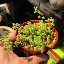 Image result for Crassula expansa