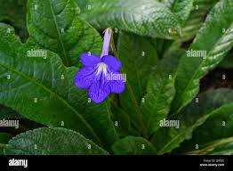 Image result for Streptocarpus glandulosissimus
