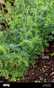 Image result for Cicer arietinum