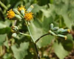 Image result for Senecio oxyriifolius