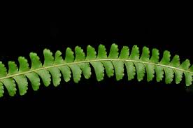 Image result for Lindsaeaceae