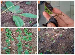 Image result for Gerbera piloselloides