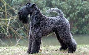 As kerry blue terriers mature into adulthood, be sure to keep clear who the pack leader is. All About Kerry Blue Terrier Origin Behavior Trainability Facts Health Puppy Color Price
