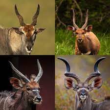 Spiral Horn Slam Moose Art Horns Art